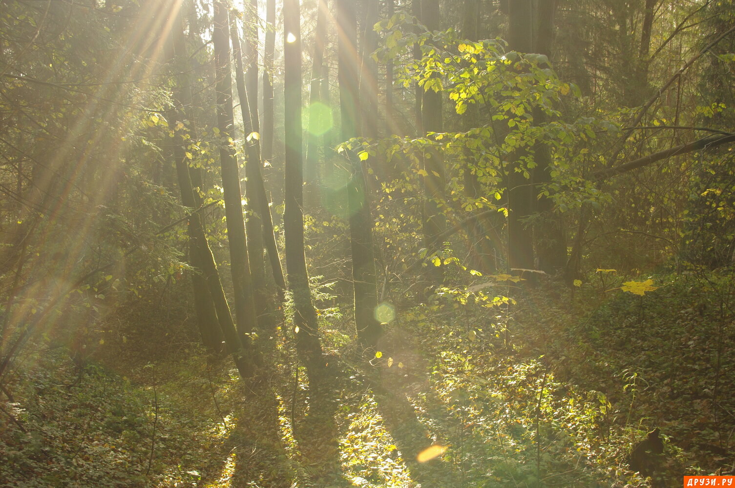 Утренние лучи солнца в осеннем лесу.