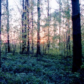 Утро в лесу.