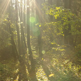 Утренние лучи солнца в осеннем лесу.